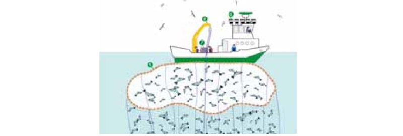 Identificación, evaluación y prevención del riesgo de carga física en la pesca. Modalidad de cerco